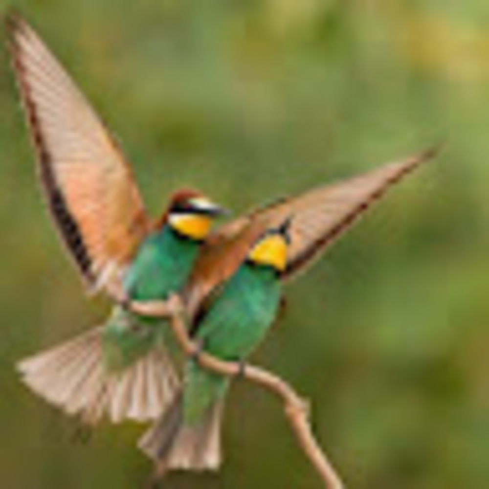 Meet your Posher, Lisa